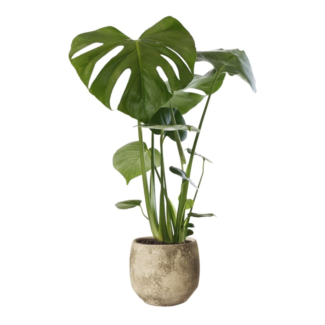 Custom Office Landscaping & Greenery Design